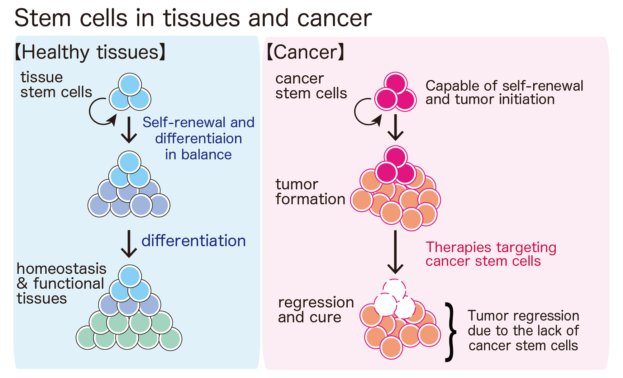 Rethinking regeneration: empowerment of stem cells by inflammation