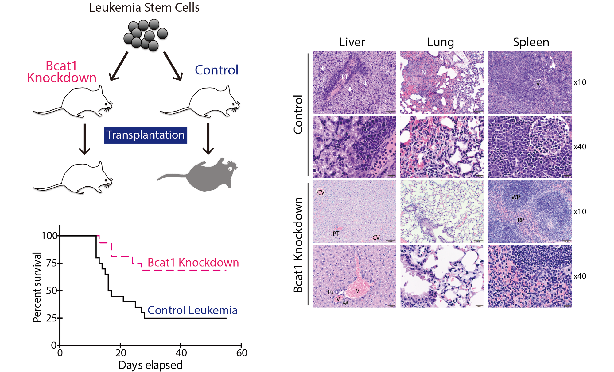 Cancer, stem cells and cancer stem cells