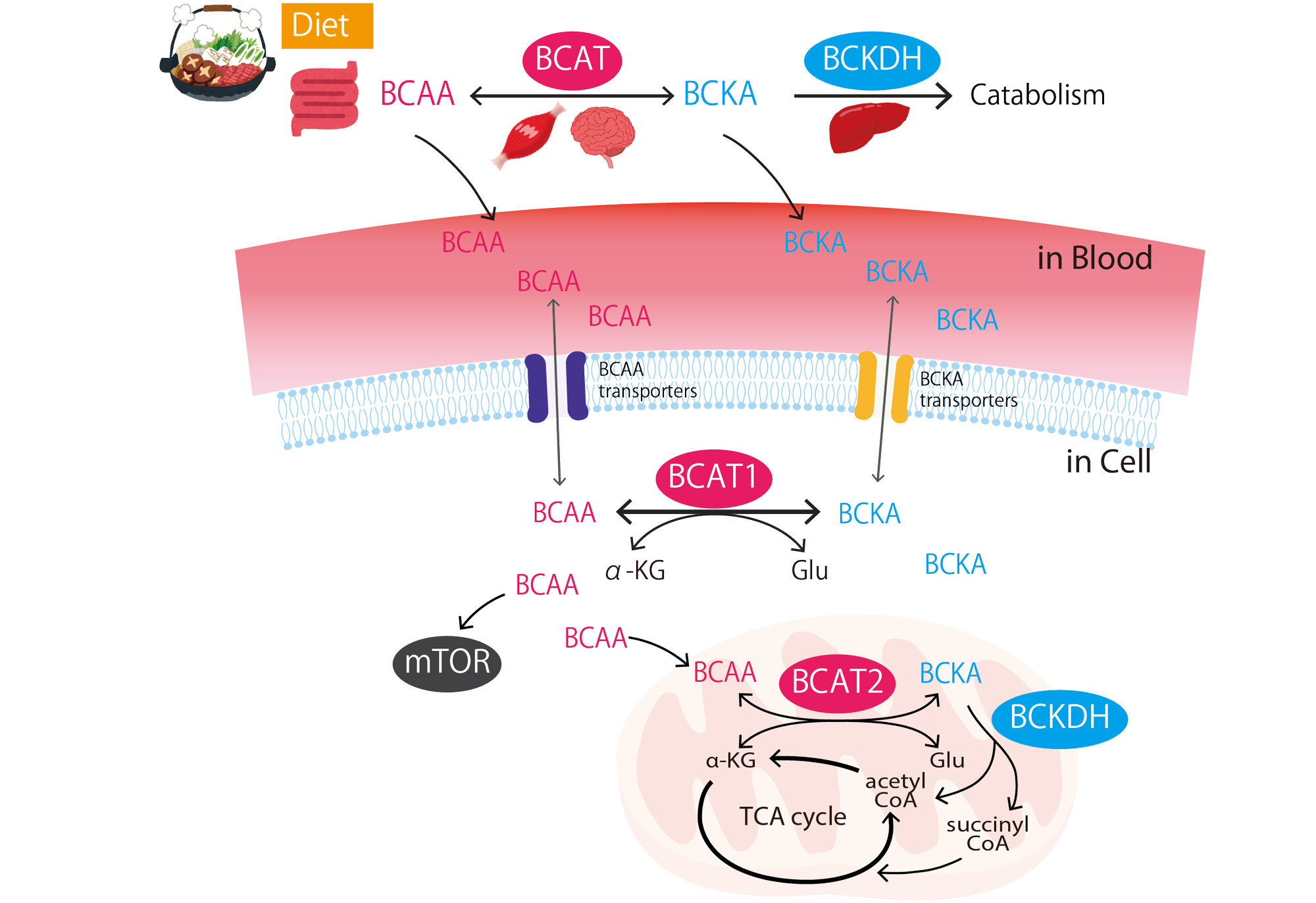 Metabolic regulation of cell fates in cancer